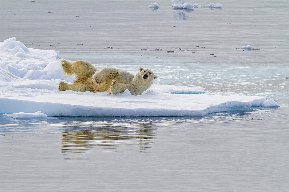 Adult polar bear, Ursus maritimus, on multi-year ice floes off the coast of Edgeøya, Svalbard, Norway.