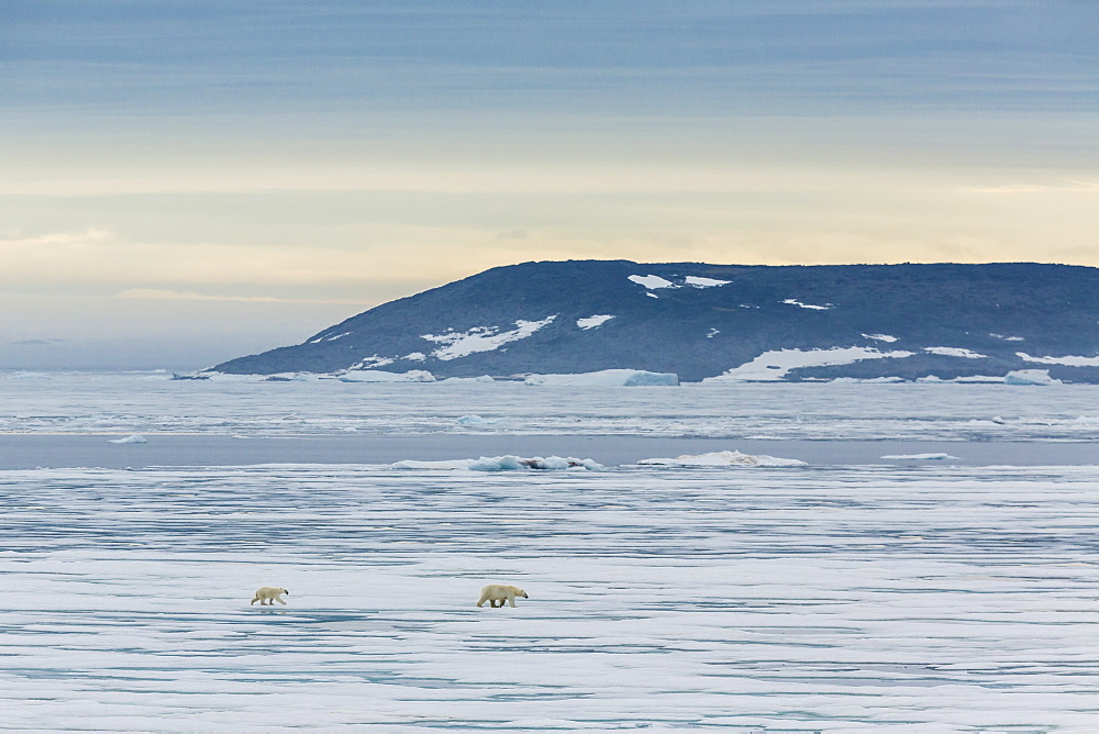 Mother polar bear (Ursus maritimus) with cup of year on ice in Hinlopen Strait, Svalbard, Norway, Scandinavia, Europe