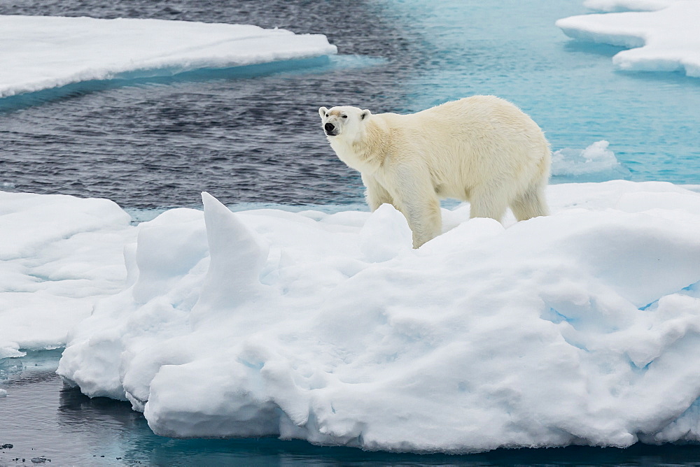 Young adult polar bear (Ursus maritimus) on ice in Hinlopen Strait, Svalbard, Norway, Scandinavia, Europe