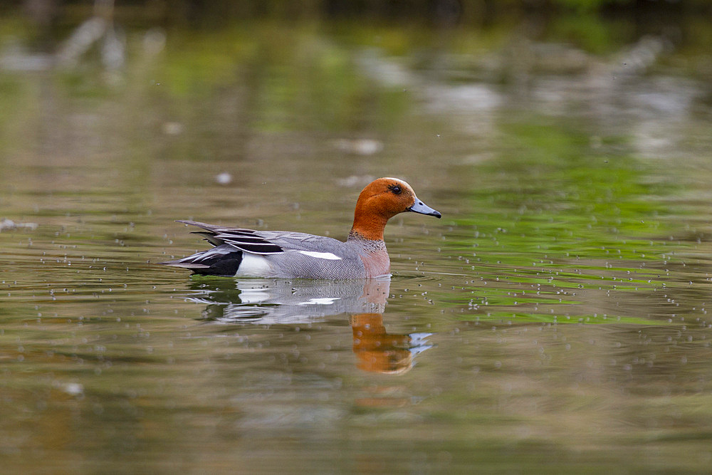 Adult Eurasian Wigeon, Anas penelope, in breeding plumage on Lake Myvatn, Iceland.