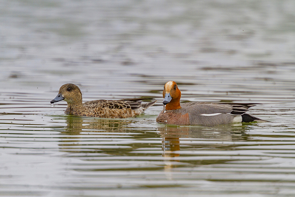 Adult Eurasian Wigeon, Anas penelope, in breeding plumage on Lake Myvatn, Iceland.