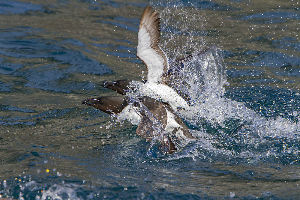 Adult razorbill, Alca torda, along the coast of Iceland, North Atlantic Ocean.