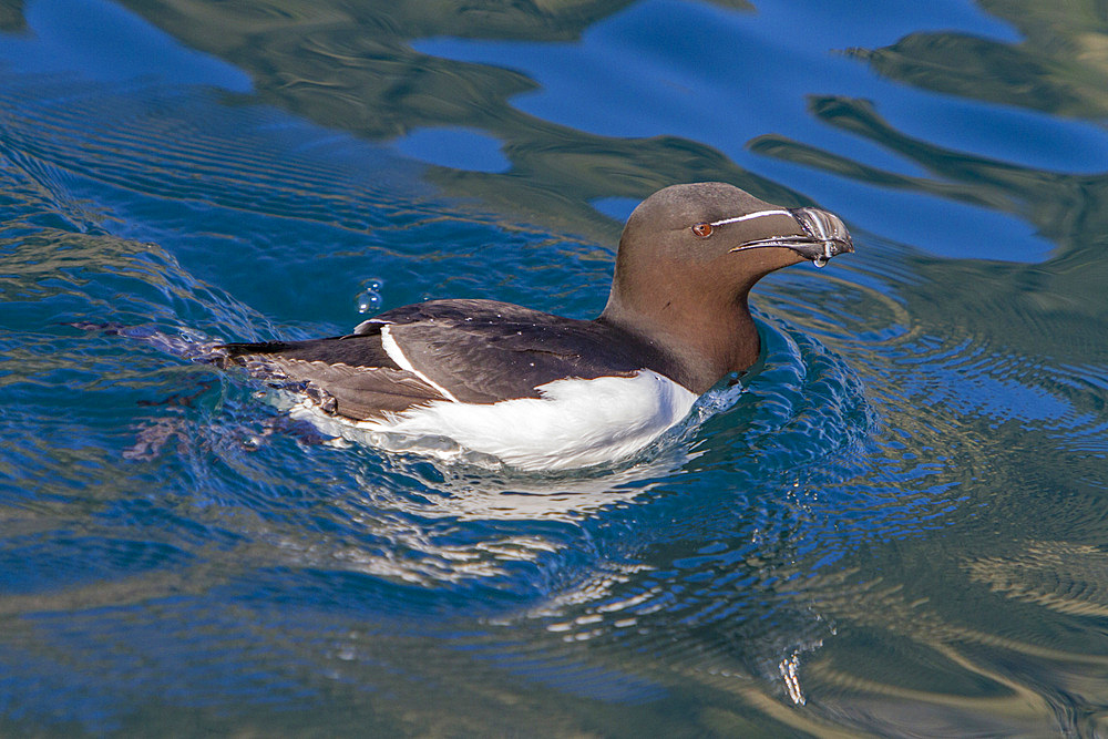 Adult razorbill, Alca torda, along the coast of Iceland, North Atlantic Ocean.