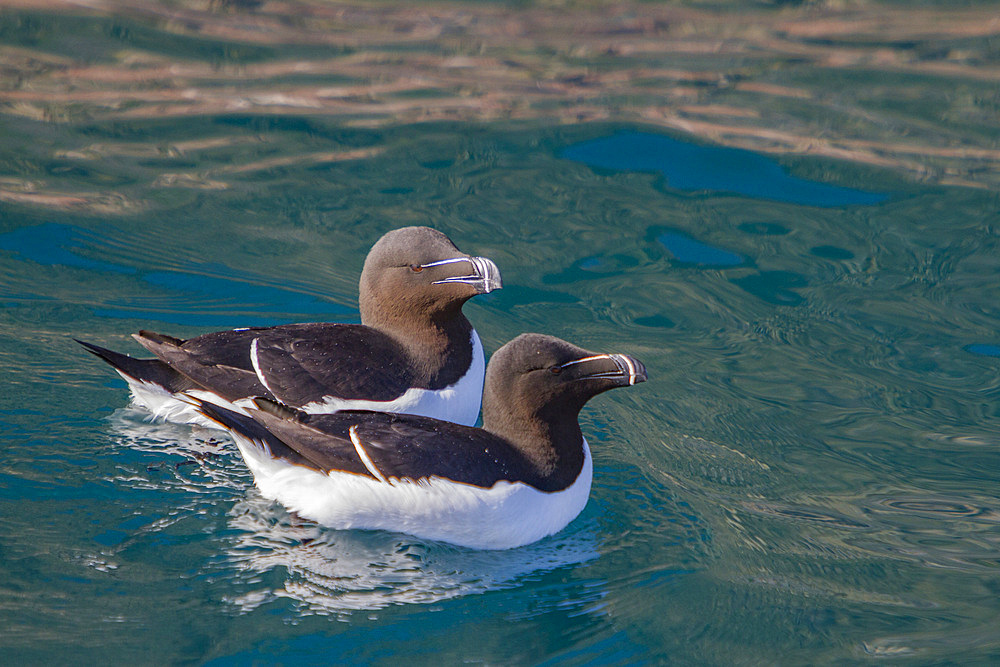 Adult razorbills, Alca torda, along the coast of Iceland, North Atlantic Ocean.