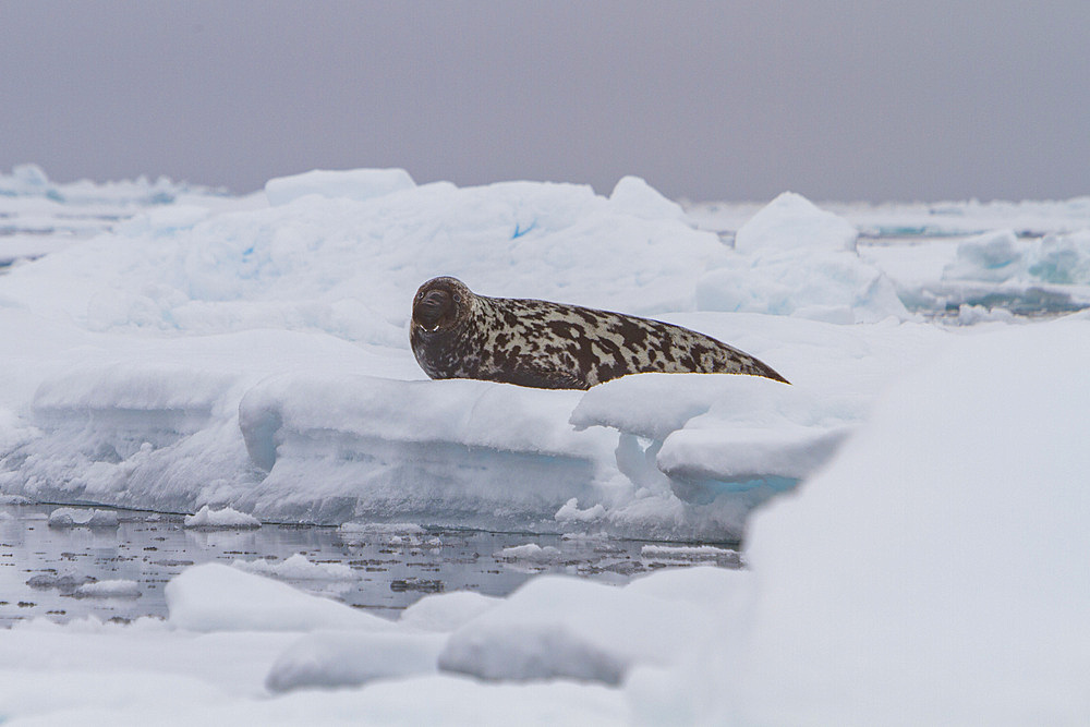 Adult male hooded seal, Cystophora cristata, hauled out on the pack-ice in seas between Iceland and Greenland, Denmark Strait.