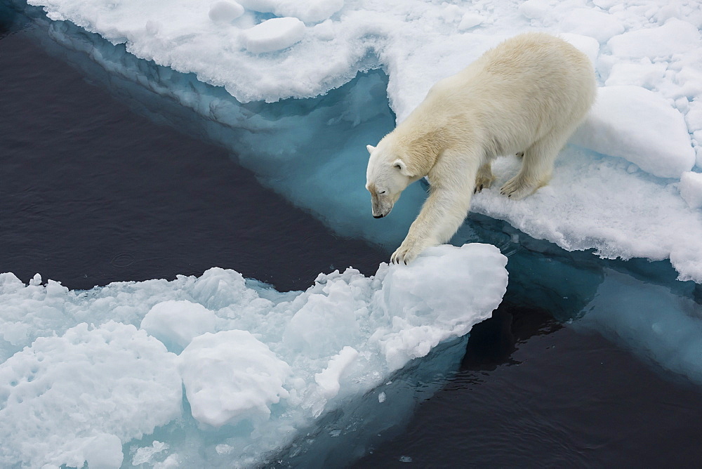 Young adult polar bear (Ursus maritimus) on ice in Hinlopen Strait, Svalbard, Norway, Scandinavia, Europe