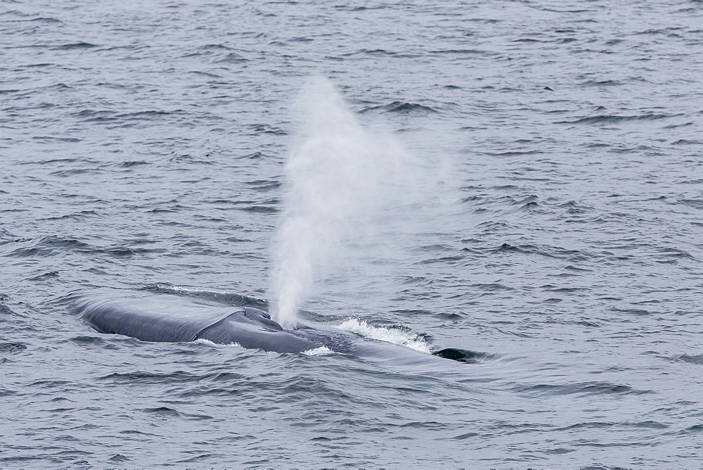 Adult blue whale (Balaenoptera musculus) along the continental shelf on the west coast of Spitsbergen, Svalbard, Norway, Scandinavia, Europe