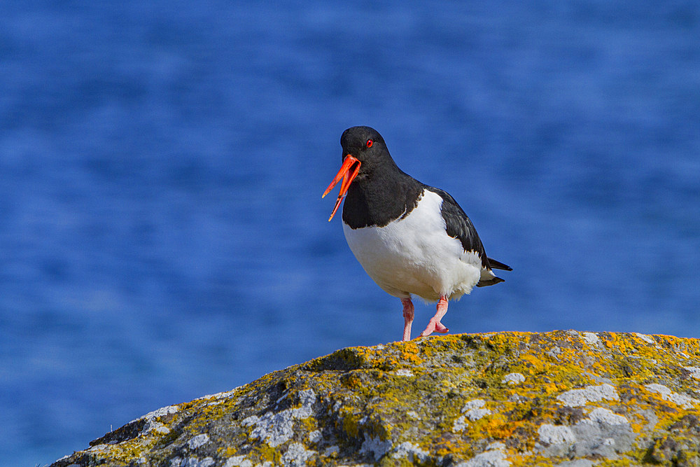 Adult Eurasian oystercatcher, Haematopus ostralegus ostralegus, in full breeding plumage at Isfjardardjup, Iceland.