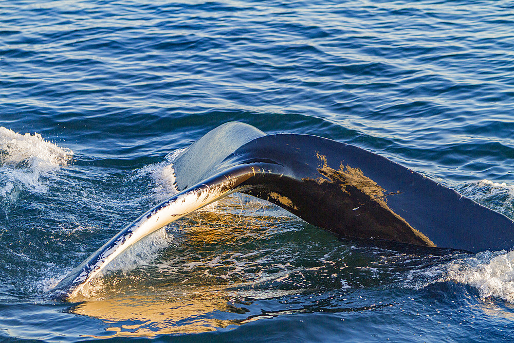 Adult humpback whale, Megaptera novaeangliae, flukes-up dive at Siglufjörður, Iceland.