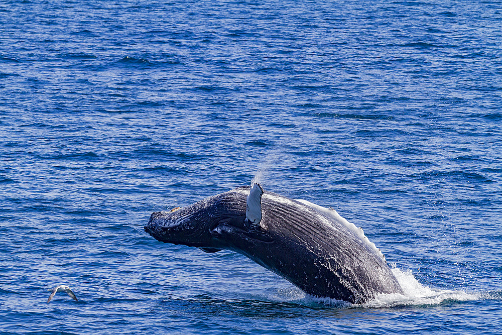 Adult humpback whale, Megaptera novaeangliae, breaching in the fjord of Isfjardardjup, Iceland.