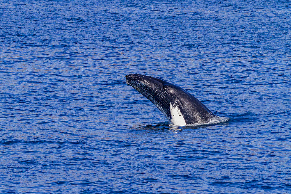 Adult humpback whale, Megaptera novaeangliae, head-lunging in the fjord of Isfjardardjup, Iceland.