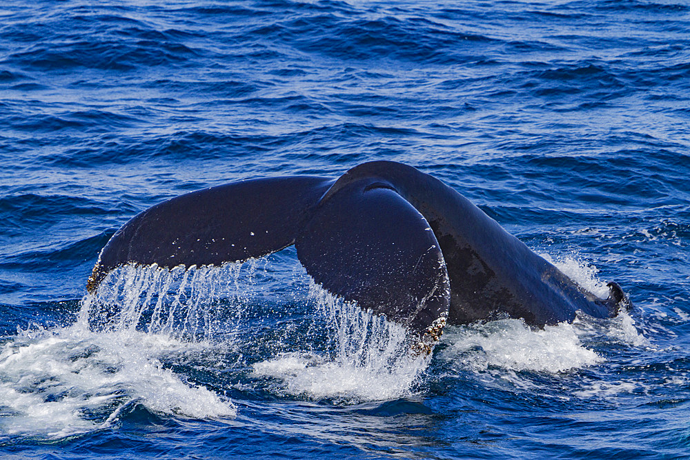 Adult humpback whale, Megaptera novaeangliae, flukes-up dive in Isafjardardjup Bay, Iceland.