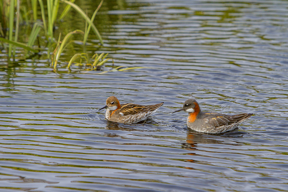 Adult red-necked phalaropes, Phalaropus lobatus, in breeding plumage on Flatey Island in Iceland.