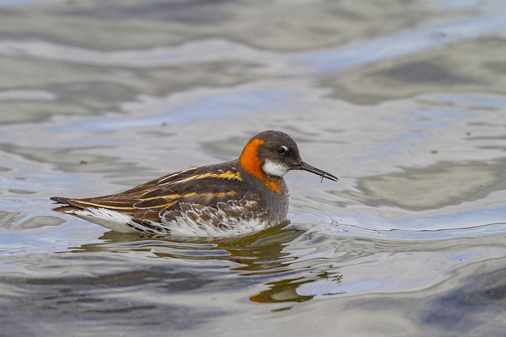 Adult red-necked phalarope, Phalaropus lobatus, in breeding plumage on Flatey Island in Iceland.