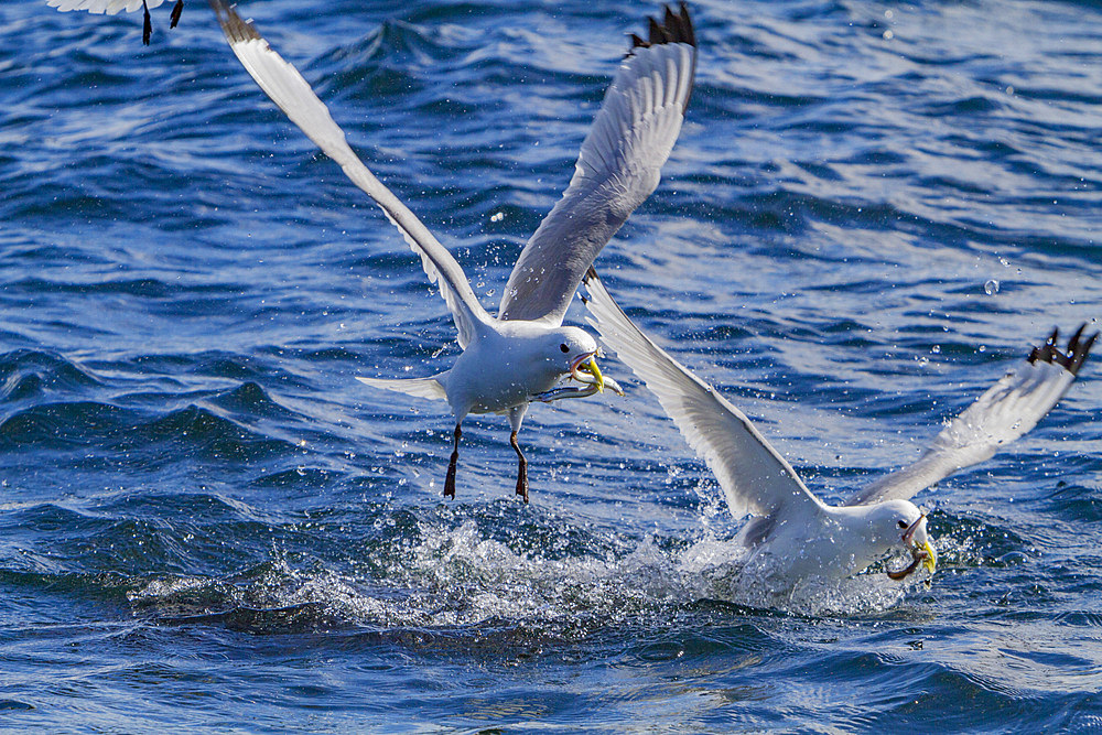 Gull feeding frenzy on baitball off Fugloy Island in the Faroe Islands, Denmark, North Atlantic Ocean.