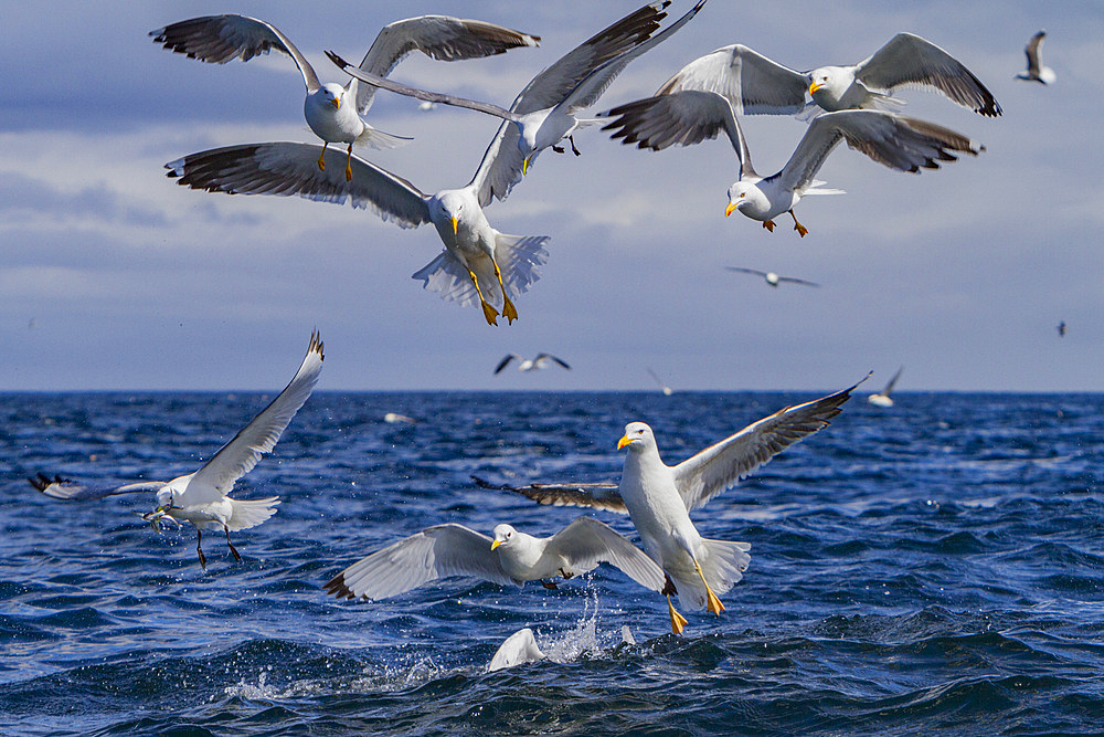 Gull feeding frenzy on baitball off Fugloy Island in the Faroe Islands, Denmark, North Atlantic Ocean.