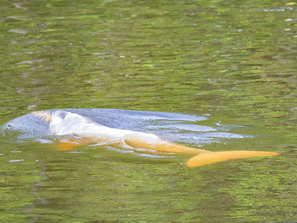 An adult Amazon pink river dolphin, Inia geoffrensis, surfacing in Pahuachiro Creek, Maranon River, Peru.