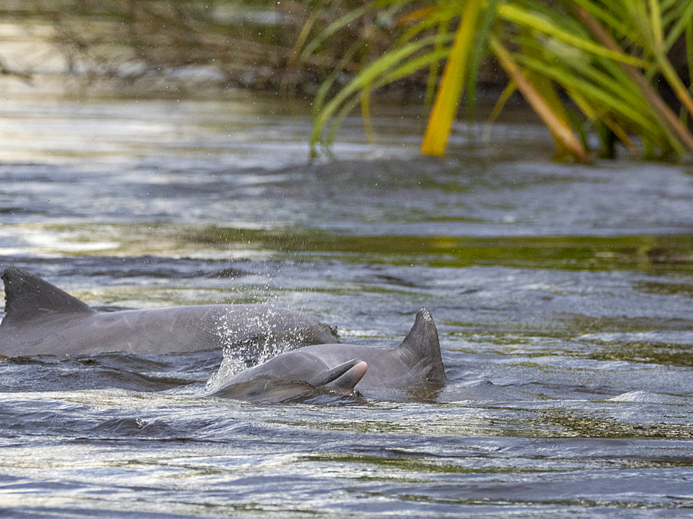 A small pod of Tucuxi, or gray river dolphins, Sotalia fluviatilis, surfacing on Nauta Creek, Marañon River, Peru.