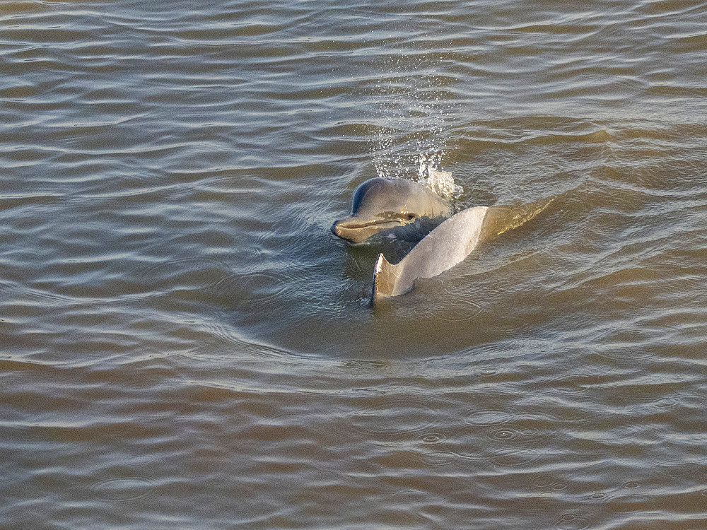 A mother and calf Tucuxi, or gray river dolphin, Sotalia fluviatilis, surfacing on Clavero Lake, Peru.