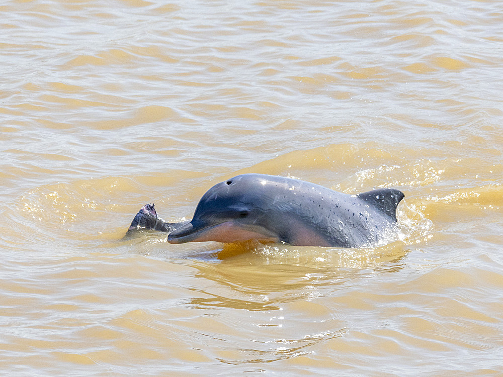 A mother and calf Tucuxi, or gray river dolphin, Sotalia fluviatilis, surfacing on Clavero Lake, Peru.