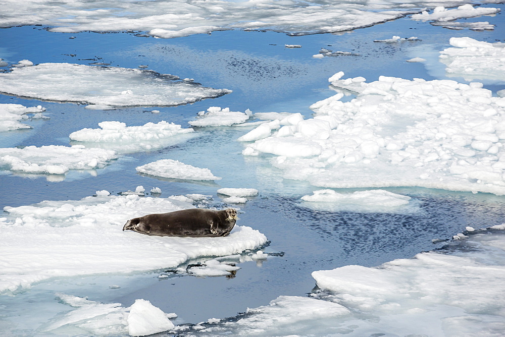 Adult bearded seal (Erignathus barbatus) on ice floe in Hinlopen Strait, Spitsbergen, Svalbard, Norway, Scandinavia, Europe