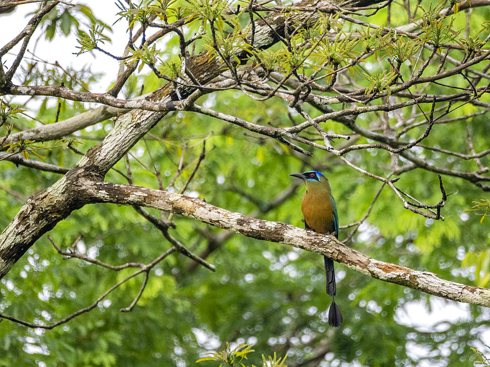 An adult Amazonian motmot, Momotus momota, perched in a tree on El Dorado Creek, Peru.