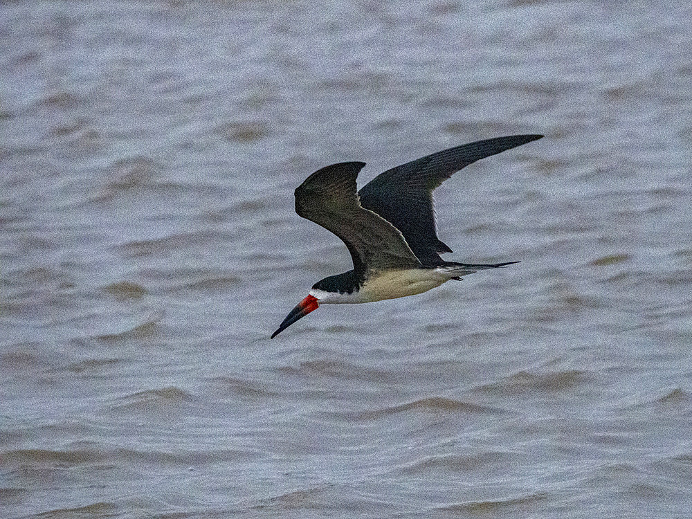 Adult black skimmer, Rynchops niger, skim feeding on the Pacaya River, Peru.