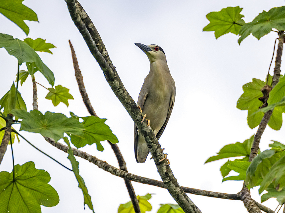 Adult black-crowned night heron, Nycticorax nycticorax, perched in a tree on the Rio El Dorado, Peru.