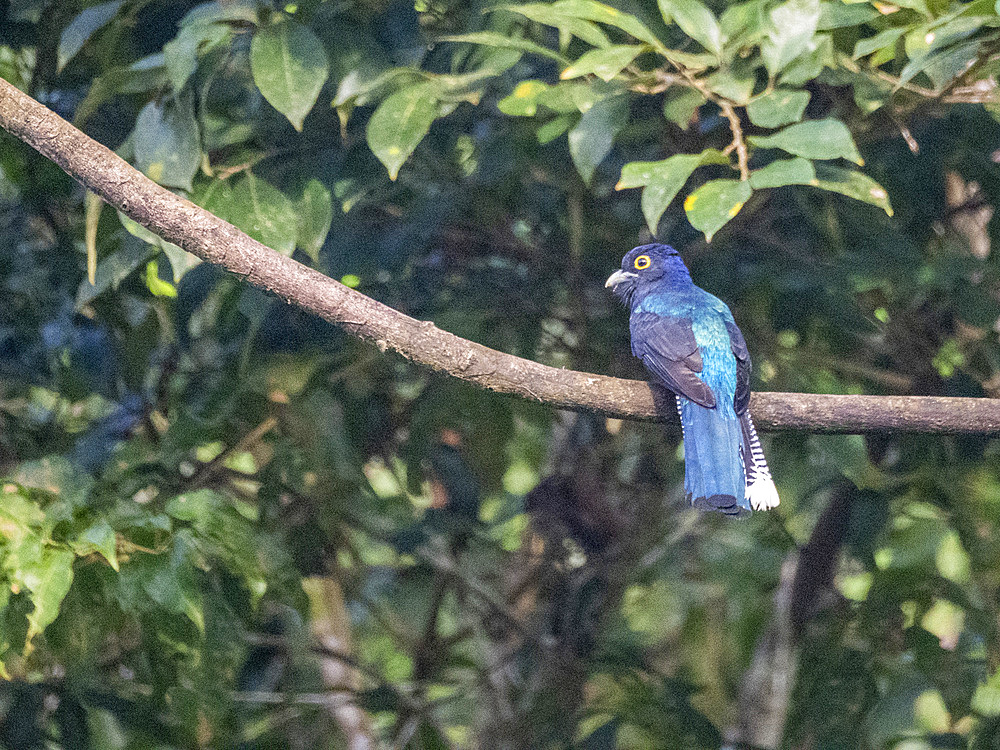 Adult black-tailed Trogon, Trogon melanurus, perched in a tree on the Rio El Dorado, Peru.