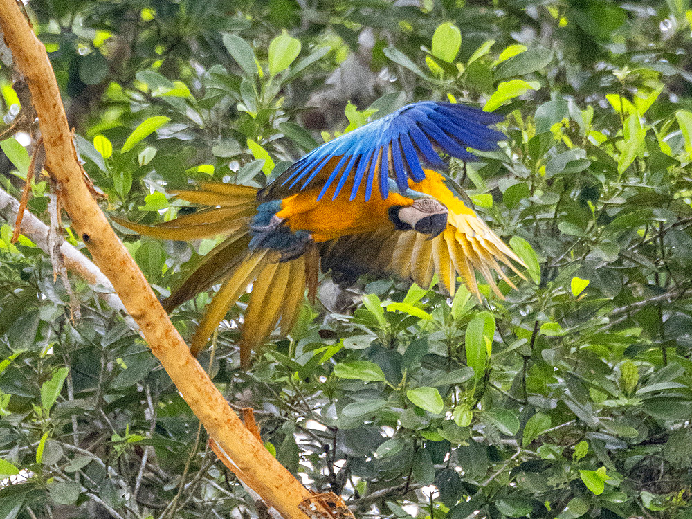 Adult blue and yellow macaw, Ara ararauna, taking flight in the Pacaya Samiria Preserve, Peru.