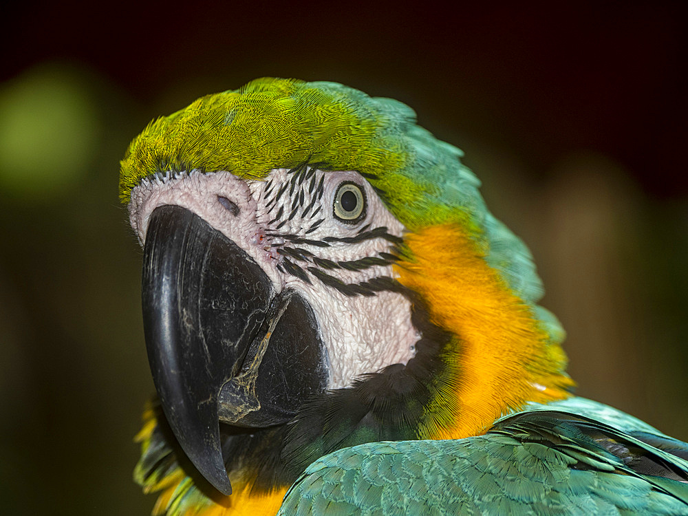 Captive adult blue and yellow macaw, Ara ararauna, at the Dallas Rescue Center just outside Iquitos, Peru.