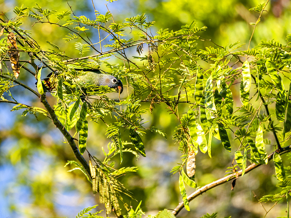 Adult blue-headed parrot, Pionus menstruus, feeding in a tree within the Pacaya Samiria Preserve, Peru.