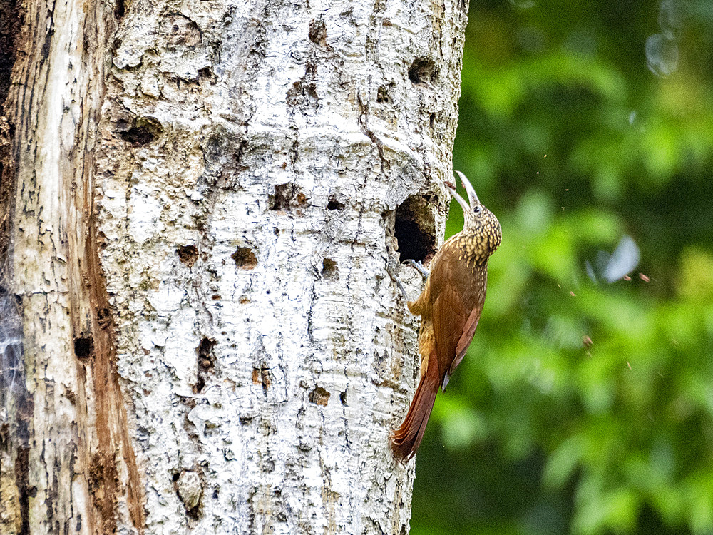 Adult buff-throated Woodcreeper, Xiphorhynchus guttatus, perched on a tree within the Pacaya Samiria Preserve, Peru.