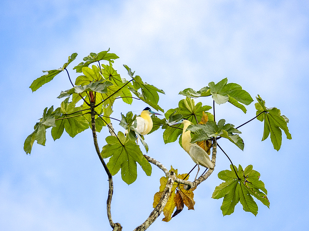A pair of adult capped herons, Pilherodius pileatus, perched in a tree within the Pacaya Samiria Preserve, Peru.