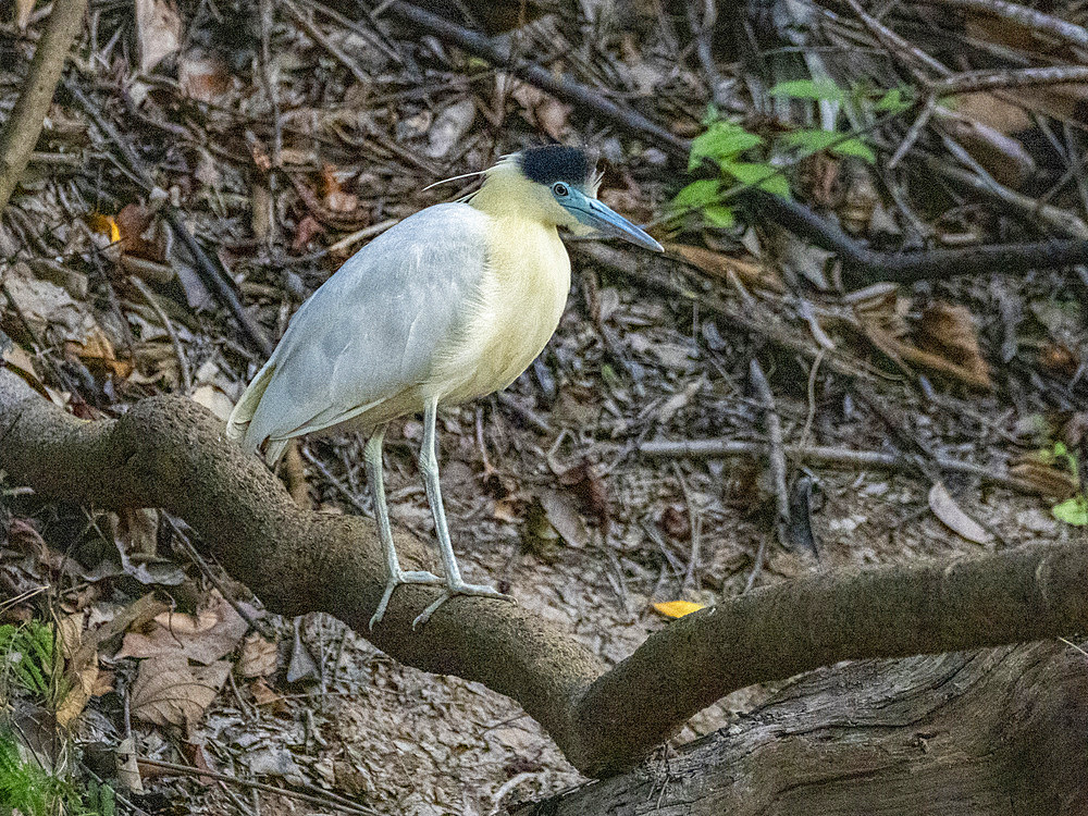 An adult capped heron, Pilherodius pileatus, on the riverbank within the Pacaya Samiria Preserve, Peru.