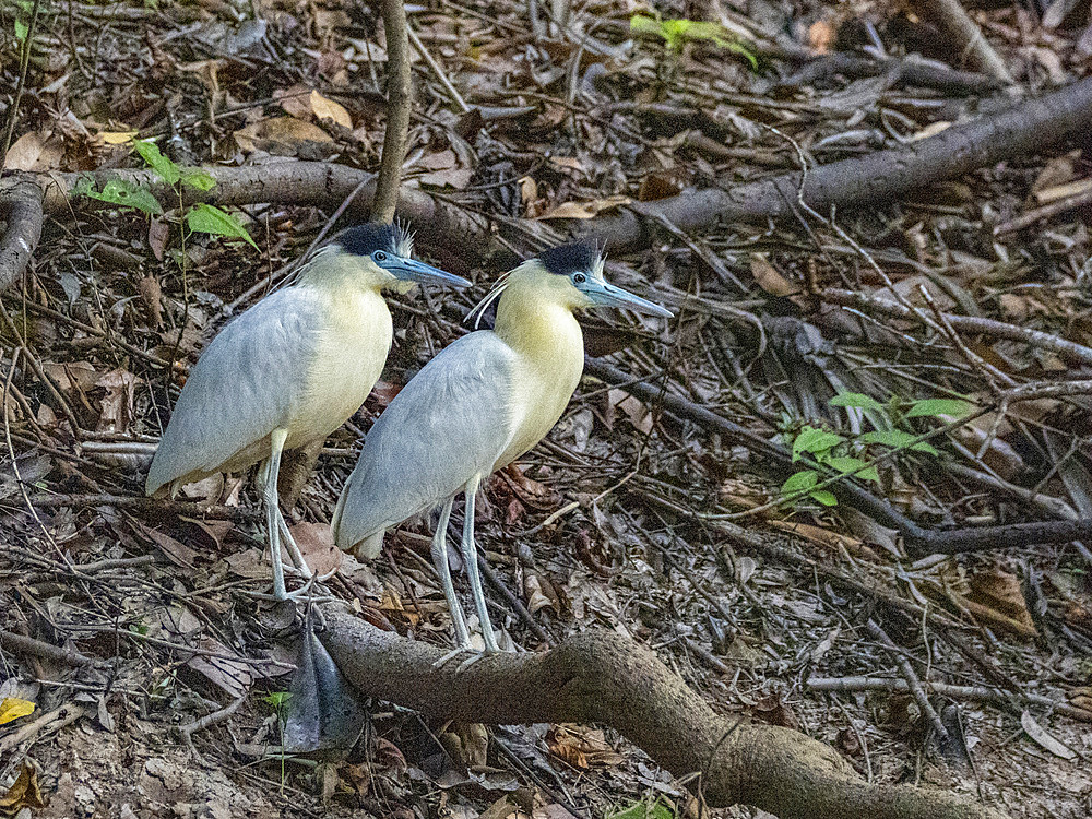 A pair of adult capped herons, Pilherodius pileatus, on the riverbank within the Pacaya Samiria Preserve, Peru.