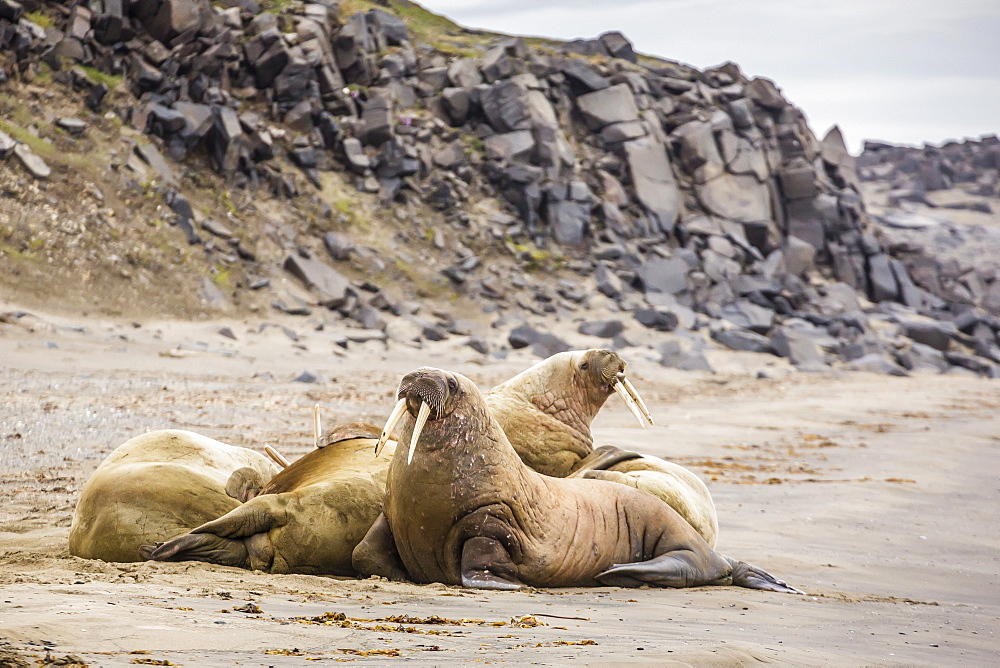 Male Atlantic walrus (Odobenus rosmarus rosmarus) hauled out to molt at Kapp Lee, Edgeoya, Svalbard, Norway, Scandinavia, Europe