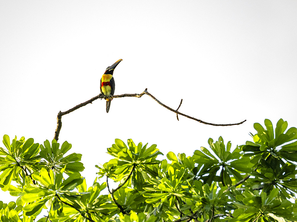 An adult chestnut-eared aracari, Pteroglossus castanotis, perched on a tree within the Pacaya Samiria Preserve, Peru.