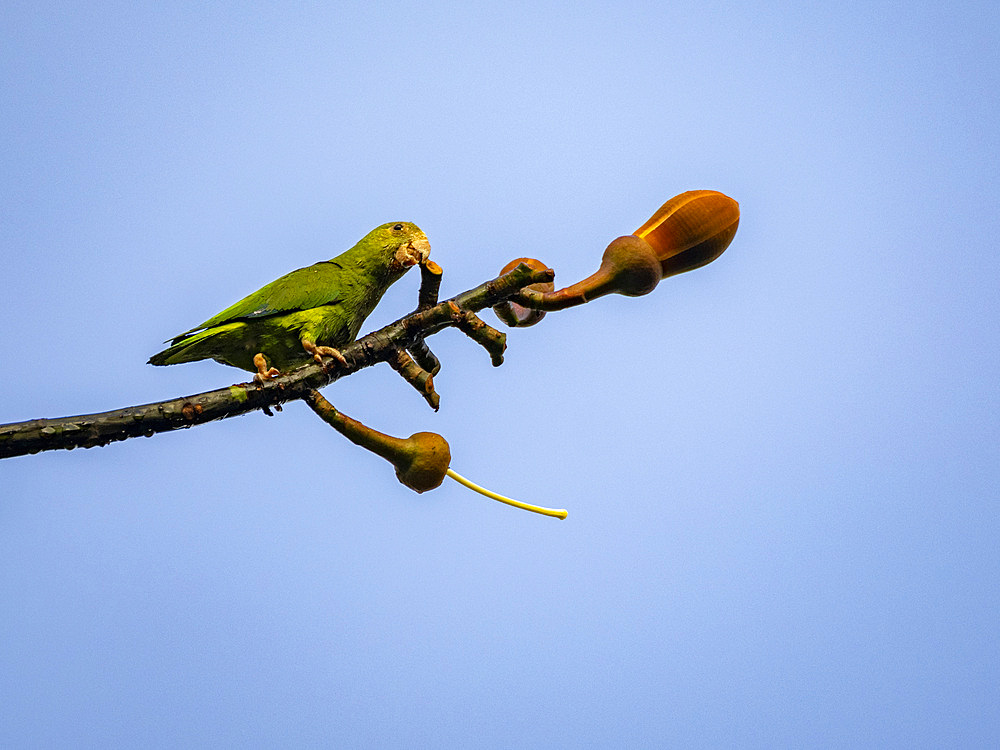 An adult cobalt-winged parakeet, Brotogeris cyanoptera, perched on a tree within the Pacaya Samiria Preserve, Peru.