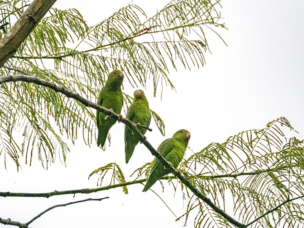 Three adult cobalt-winged parakeets, Brotogeris cyanoptera, perched on a tree within the Pacaya Samiria Preserve, Peru.