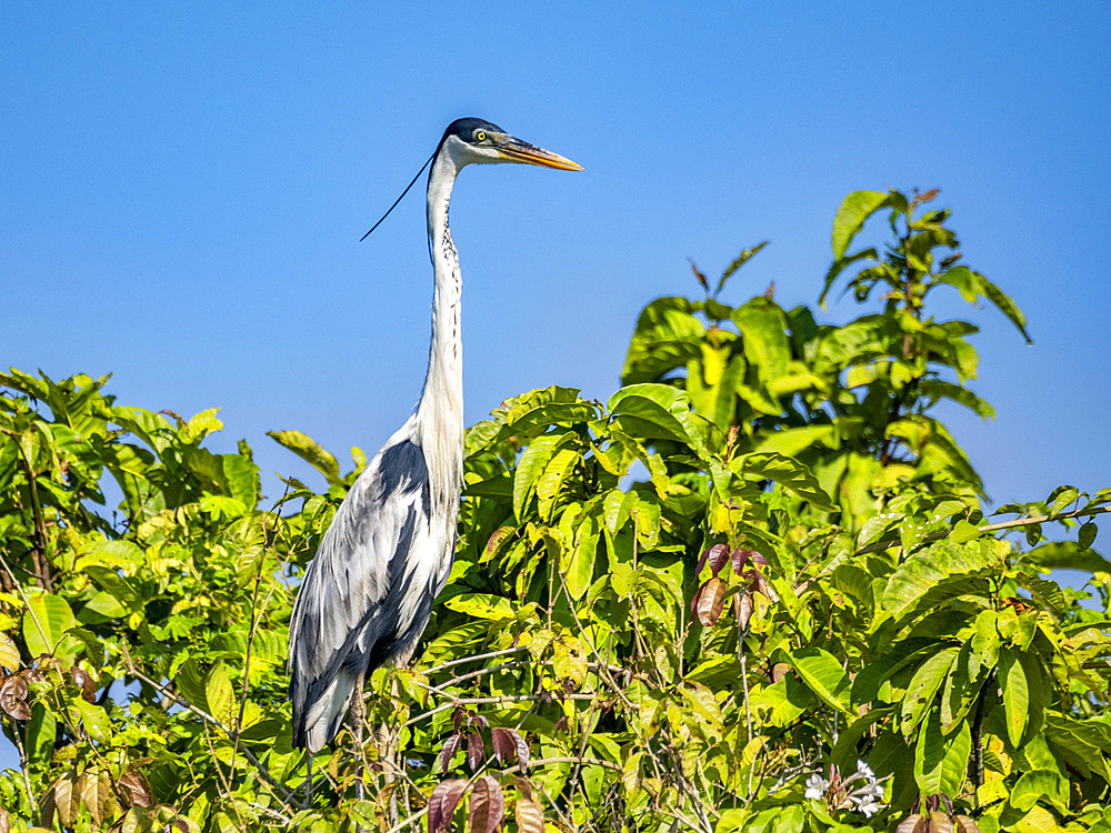 An adult cocoi heron, Ardea cocoi, perched in a tree within the Pacaya Samiria Preserve, Peru.
