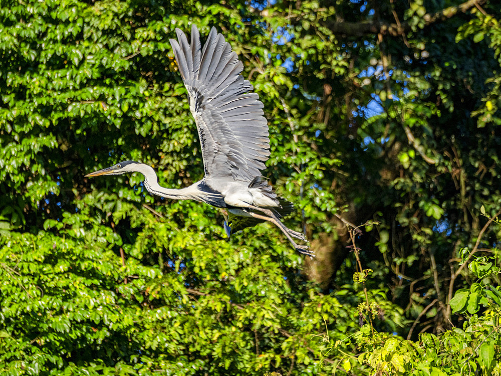 An adult cocoi heron, Ardea cocoi, taking flight from a tree within the Pacaya Samiria Preserve, Peru.