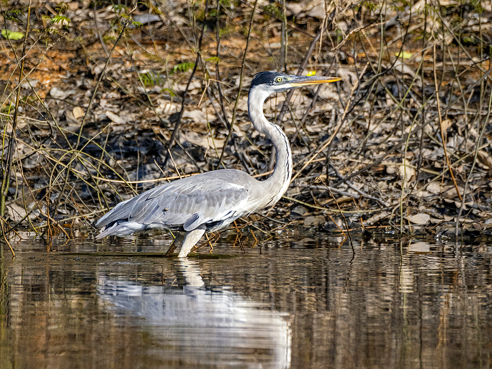 An adult cocoi heron, Ardea cocoi, on the riverbank within the Pacaya Samiria Preserve, Peru.