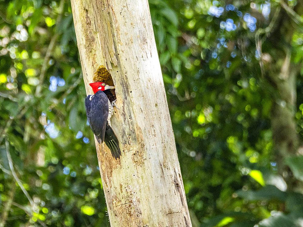 An adult crimson-crested woodpecker, Campephilus melanopleucos, perched in a tree, Pacaya Samiria Preserve, Peru.