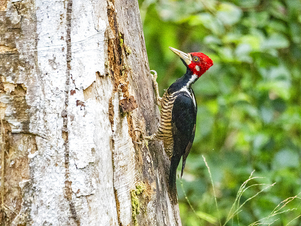 An adult crimson-crested woodpecker, Campephilus melanopleucos, perched in a tree, Pacaya Samiria Preserve, Peru.
