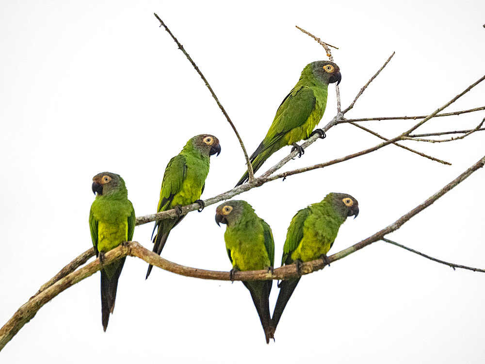 A group of adult dusky-headed parakeets, Aratinga weddellii, on a tree in the Pacaya Samiria Preserve, Peru.