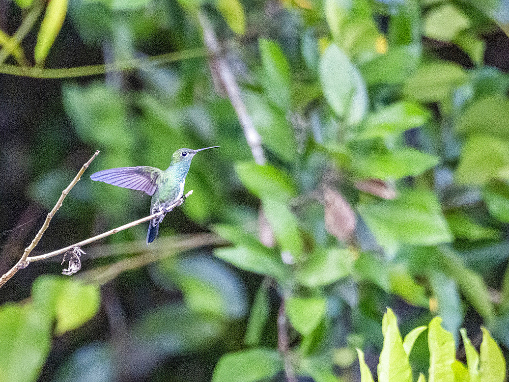 An adult Glittering-throated Emerald, Chionomesa fimbriata, on a tree in the Pacaya Samiria Preserve, Peru.