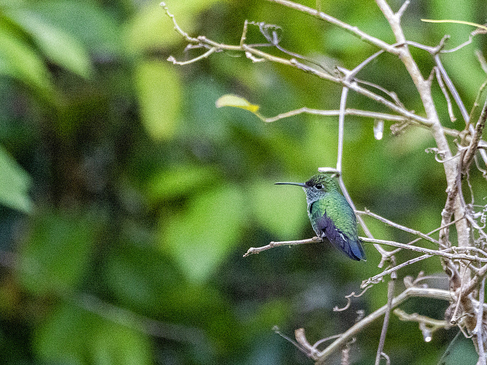 An adult Glittering-throated Emerald, Chionomesa fimbriata, on a tree in the Pacaya Samiria Preserve, Peru.