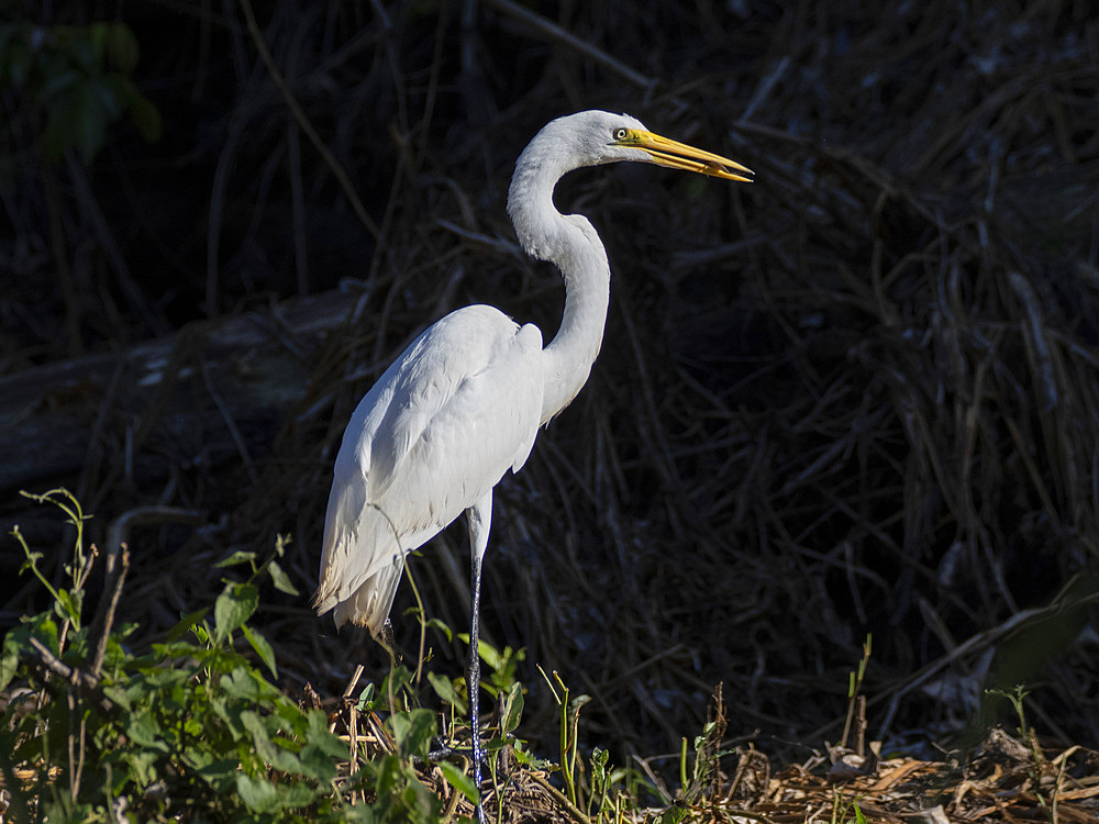 An adult great egret, Ardea alba, with a small fish in its beak in the Pacaya Samiria Preserve, Peru.