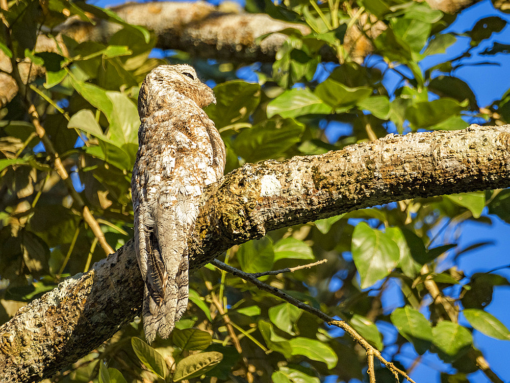 An adult great potoo, Nyctibius grandis, perched on a tree in the Pacaya Samiria Preserve, Peru.